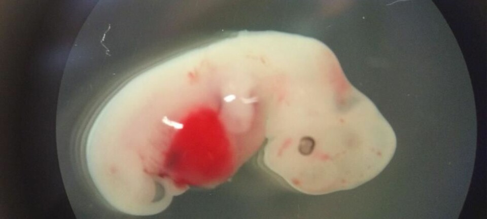 Forskere har tidligere skapt et foster som var en blanding mellom en gris og et menneske (bildet). Nå har de videreutviklet teknikken og brukt den til en menneske-sau-hybrid.  (Foto: Juan Carlos Izpisua Belmonte)