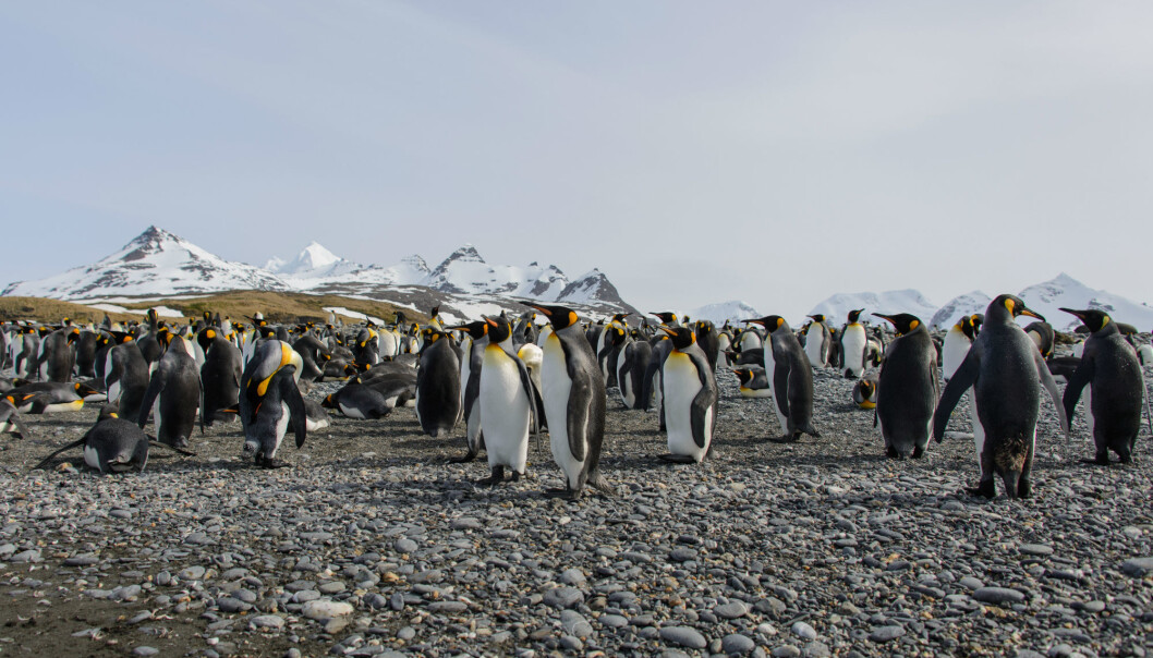 Mer enn 70 prosent av verdens kongepingviner holder til på tre øygrupper som snart blir ubeboelige på grunn av matmangel. (Illustrasjonsfoto: Colourbox) Mer enn 70 prosent av verdens kongepingviner holder til på tre øygrupper som snart blir ubeboelige på grunn av matmangel. (Illustrasjonsfoto: Colourbox)