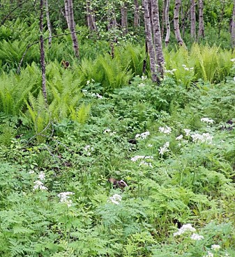 Autisme årsak Autisme årsak