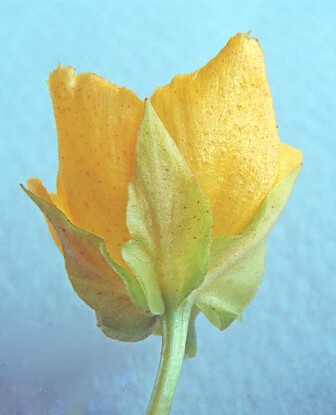 Krypfredløs (<i>Lysimachia nummularia)</i>. Når planten først kommer inn, så danner den et tett dekke av rotslående skudd som er vanskelig å få fjernet igjen. Den dekker marka slik at det er lite plass for andre planter og fortrenger de fleste andre urter. (Foto: Eli Fremstad / NTB scanpix) Krypfredløs (<i>Lysimachia nummularia)</i>. Når planten først kommer inn, så danner den et tett dekke av rotslående skudd som er vanskelig å få fjernet igjen. Den dekker marka slik at det er lite plass for andre planter og fortrenger de fleste andre urter. (Foto: Eli Fremstad / NTB scanpix)
