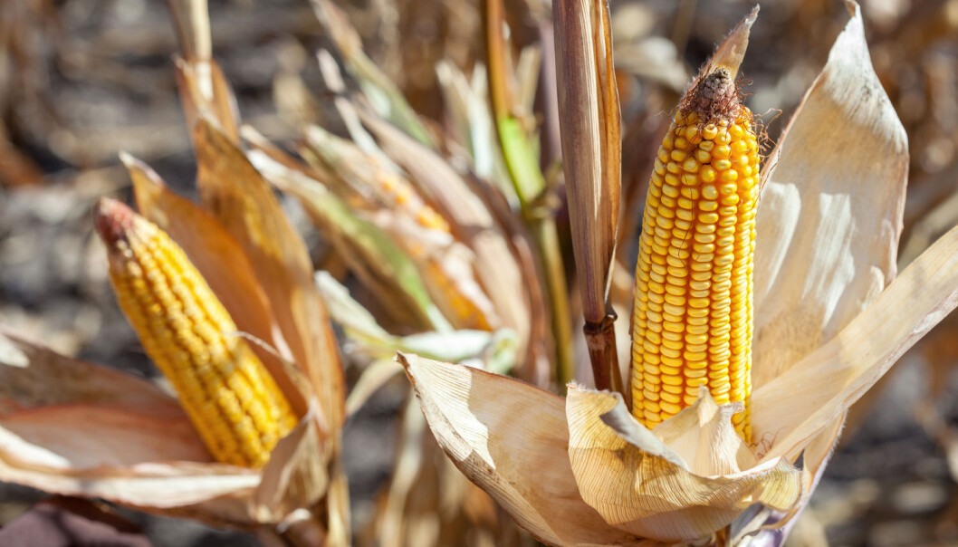 De genmodifiserte plantene ga større avling og mais med mindre soppgifter, ifølge en ny studie. (Foto: dimid_86 / Shutterstock / NTB scanpix) De genmodifiserte plantene ga større avling og mais med mindre soppgifter, ifølge en ny studie. (Foto: dimid_86 / Shutterstock / NTB scanpix)