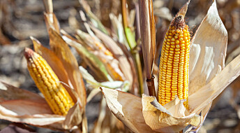 Flere fordeler og få ulemper med genmodifisert mais
