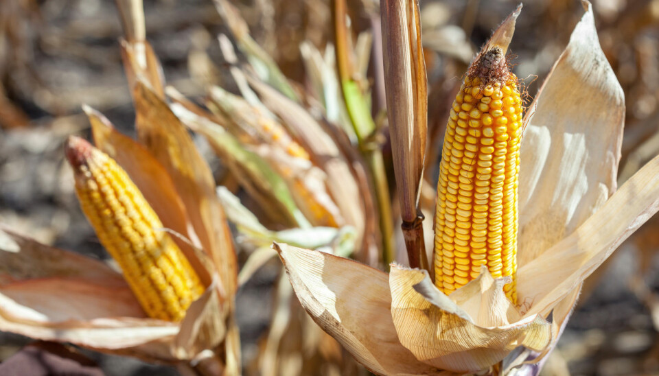 De genmodifiserte plantene ga større avling og mais med mindre soppgifter, ifølge en ny studie.  (Foto: dimid_86 / Shutterstock / NTB scanpix)
