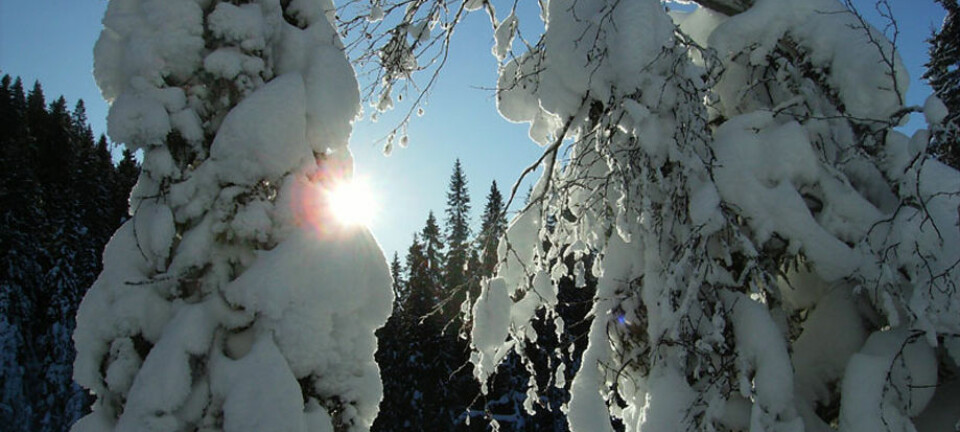 Mange stammer svaier under snøen og noen greiner brekker. Et annet problem er uttørking og frost i trærne om vinteren. (Foto: Arnfinn Christensen, forskning.no)