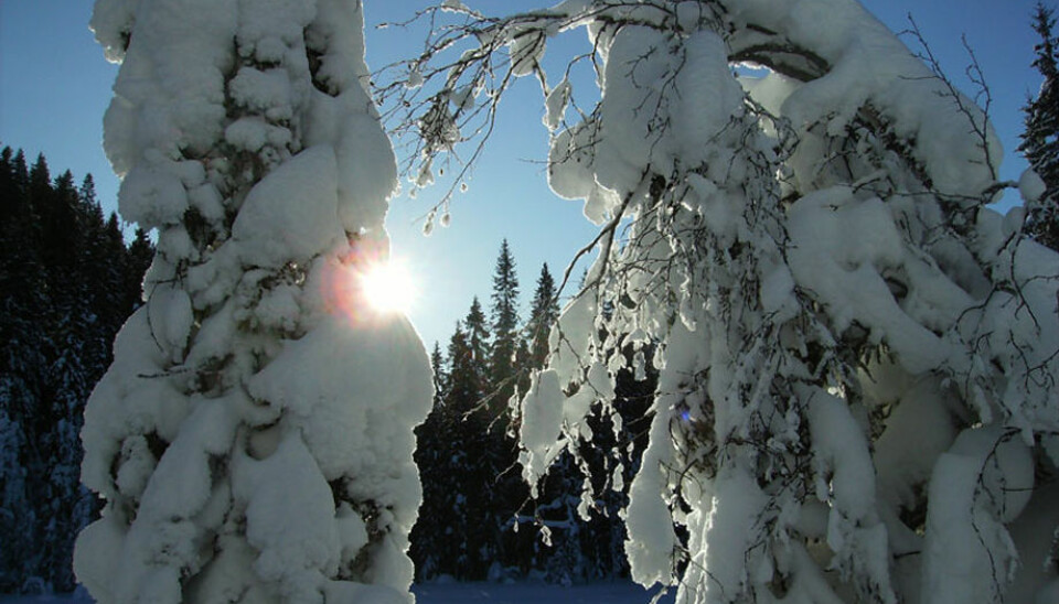 Mange stammer svaier under snøen og noen greiner brekker. Et annet problem er uttørking og frost i trærne om vinteren. (Foto: Arnfinn Christensen, forskning.no)