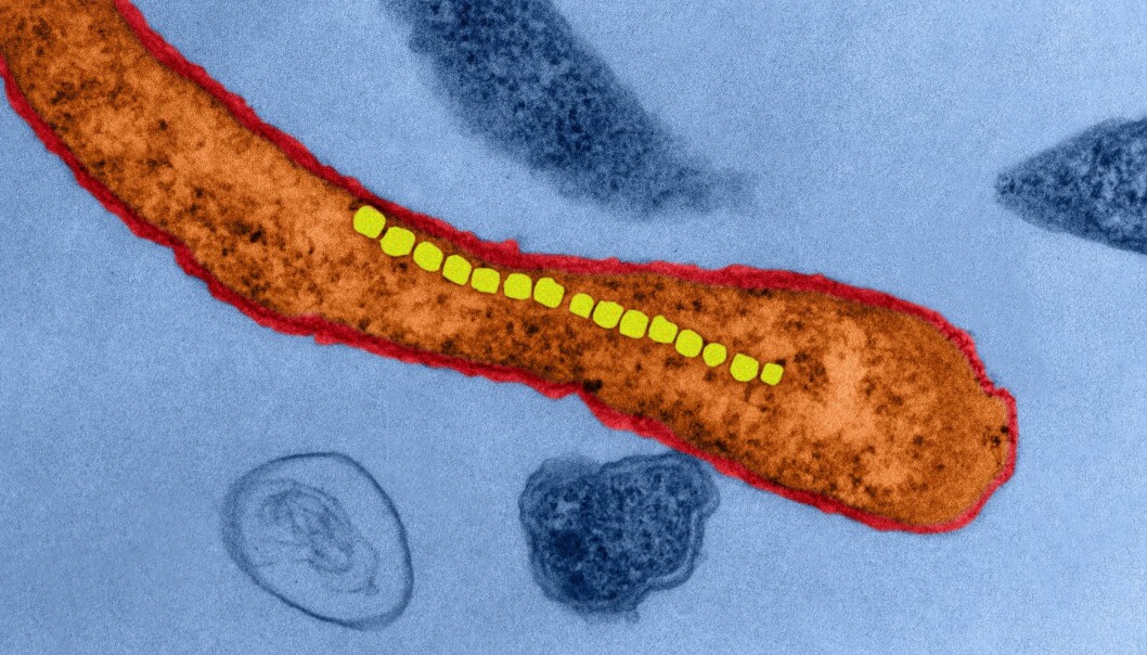 - Mens vi lever i en tredimensjonal verden er de magnetiske bakteriene presset til å bevege seg over en endimensjonal akse, langs jordas magnetfelt, skriver Jonas Nøland. (Foto: Science Photo Library) - Mens vi lever i en tredimensjonal verden er de magnetiske bakteriene presset til å bevege seg over en endimensjonal akse, langs jordas magnetfelt, skriver Jonas Nøland. (Foto: Science Photo Library)