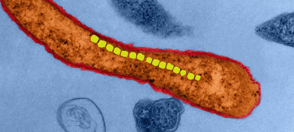 - Mens vi lever i en tredimensjonal verden er de magnetiske bakteriene presset til å bevege seg over en endimensjonal akse, langs jordas magnetfelt, skriver Jonas Nøland. (Foto: Science Photo Library)