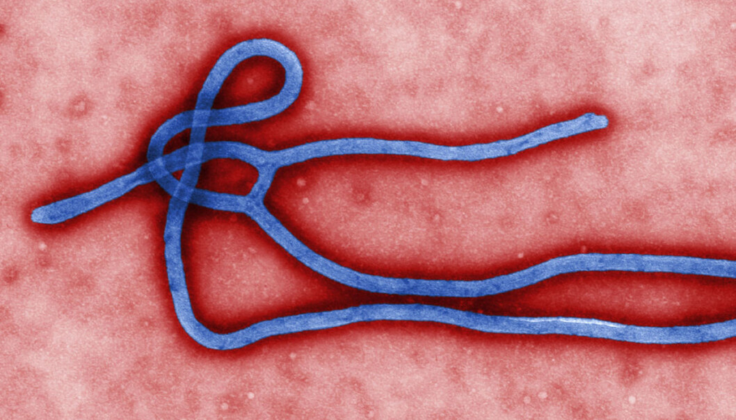 Da ebolaepidemien rammet Vest-Afrika i 2014, var tiden knapp og opplysningene få. Prosjektet Global Virome Project tar sikte på å kartlegge flesteparten av slike virus som går fra dyr til mennesker og lager farlige pandemier – omfattende sykdomsutbrudd. Bildet viser en viruspartikkel av ebolaviruset, avbildet i elektronmikroskop og kunstig farget. (Bilde: Centers for Disease Control and Prevention, United States Department of Health and Human Services.) Da ebolaepidemien rammet Vest-Afrika i 2014, var tiden knapp og opplysningene få. Prosjektet Global Virome Project tar sikte på å kartlegge flesteparten av slike virus som går fra dyr til mennesker og lager farlige pandemier – omfattende sykdomsutbrudd. Bildet viser en viruspartikkel av ebolaviruset, avbildet i elektronmikroskop og kunstig farget. (Bilde: Centers for Disease Control and Prevention, United States Department of Health and Human Services.)