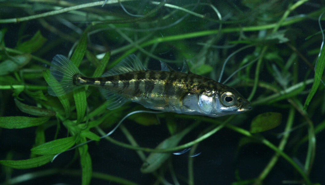 Denne stingsildarten har tre pigger å ryggen. En ny studie viser at utseendet til denne arten endrer seg dersom den lever i saltvann eller ferskvann. (Foto: Pascal Hablützel) Denne stingsildarten har tre pigger å ryggen. En ny studie viser at utseendet til denne arten endrer seg dersom den lever i saltvann eller ferskvann. (Foto: Pascal Hablützel)