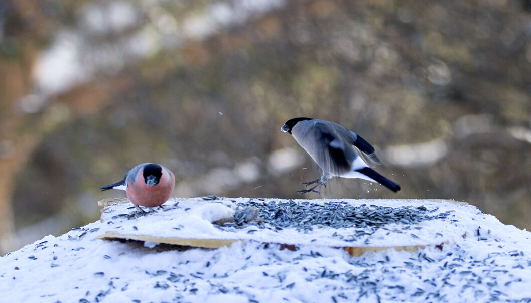 Dompap-parene er helt spesielle. De holder sammen i flere år, og det er dama som er sjefen. (Foto: Nina Tveter) Dompap-parene er helt spesielle. De holder sammen i flere år, og det er dama som er sjefen. (Foto: Nina Tveter)