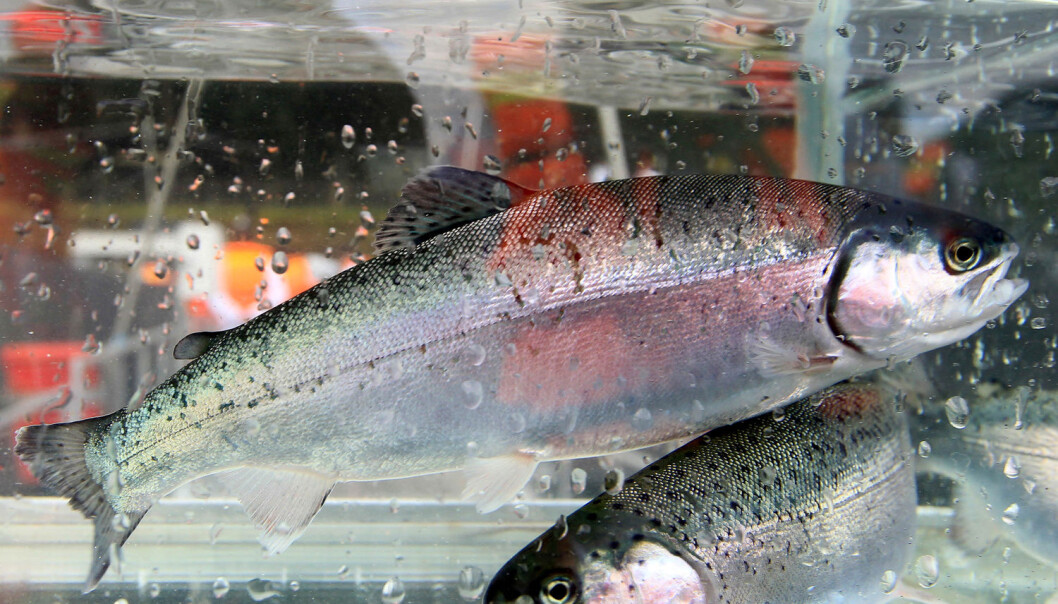 Både amerikanske og norske forbrukere er mer positive nå enn de har vært tidligere til laks fôret med genmodifisert soya og genmodifisert laks. (Foto: REUTERS / Alvaro Vidal) Både amerikanske og norske forbrukere er mer positive nå enn de har vært tidligere til laks fôret med genmodifisert soya og genmodifisert laks. (Foto: REUTERS / Alvaro Vidal)