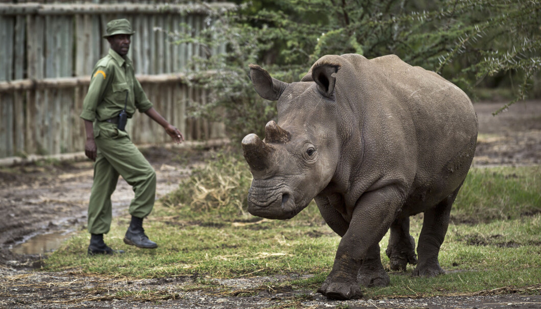 Dette er Fatu, en av de to siste gjenlevende sørlige stumpneshornene. Bildet er fra 2014, og er tatt i Ol Pejeta-parken i Kenya. (Bilde: AP Photo/Ben Curtis/NTB Scanpix) Dette er Fatu, en av de to siste gjenlevende sørlige stumpneshornene. Bildet er fra 2014, og er tatt i Ol Pejeta-parken i Kenya. (Bilde: AP Photo/Ben Curtis/NTB Scanpix)