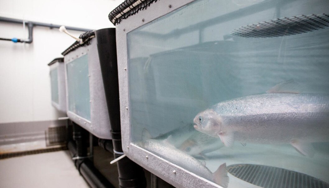 Både Veterinærinstituttet og Universitetet i Bergen håpar på tettare samarbeid om både forksing og utdaning innan fiskehelse. (Foto: Eivind Senneset / UiB) Både Veterinærinstituttet og Universitetet i Bergen håpar på tettare samarbeid om både forksing og utdaning innan fiskehelse. (Foto: Eivind Senneset / UiB)