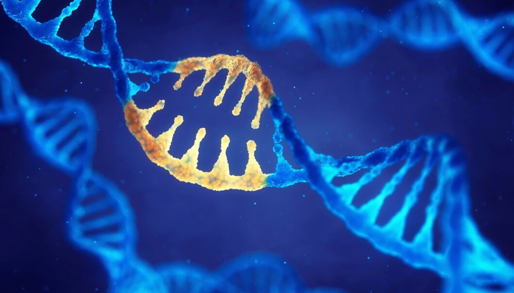 De har foreløpig bare fjernet gen-årsaken til Fragilt X syndrom i hjerneceller i et laboratorium, men forskerne skal teste teknikken sin videre på mus. (Illustrasjon: Shutterstock/ NTB scanpix) De har foreløpig bare fjernet gen-årsaken til Fragilt X syndrom i hjerneceller i et laboratorium, men forskerne skal teste teknikken sin videre på mus. (Illustrasjon: Shutterstock/ NTB scanpix)
