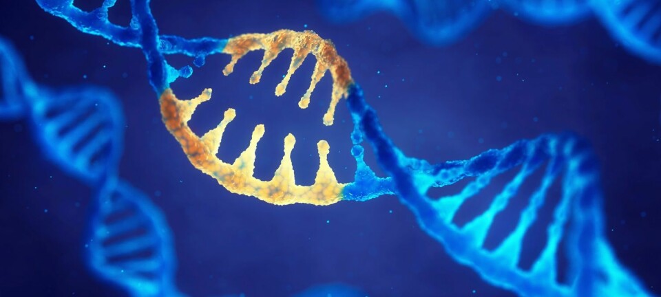 De har foreløpig bare fjernet gen-årsaken til Fragilt X syndrom i hjerneceller i et laboratorium, men forskerne skal teste teknikken sin videre på mus. (Illustrasjon: Shutterstock/ NTB scanpix)