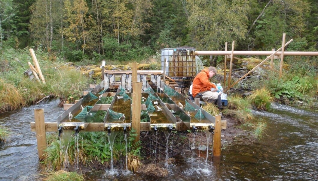Forsøkene med kunstige renner viste hvordan ulike menneskeskapte og naturlige endringer påvirker dyrene og algene som lever i elva. (Foto: Susanne Schneider, NIVA) Forsøkene med kunstige renner viste hvordan ulike menneskeskapte og naturlige endringer påvirker dyrene og algene som lever i elva. (Foto: Susanne Schneider, NIVA)