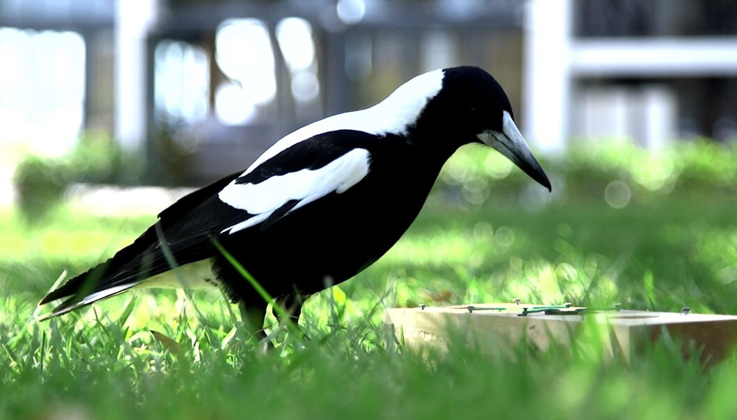 Plystreskjærer er smarte fugler. De flinkeste bor i store flokker. (Foto Benjamin Ashton, University of Western Australia) Plystreskjærer er smarte fugler. De flinkeste bor i store flokker. (Foto Benjamin Ashton, University of Western Australia)