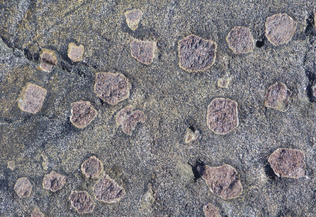 Forskerens favoritt: Den røde almandin-granaten er vanlig mineral i den norske berggrunnen. Disse store granatene kom jeg over under feltarbeid i Kragerø. (Foto: Ane K. Engvik) Forskerens favoritt: Den røde almandin-granaten er vanlig mineral i den norske berggrunnen. Disse store granatene kom jeg over under feltarbeid i Kragerø. (Foto: Ane K. Engvik)