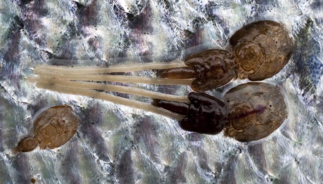 Det er blitt mindre av den forhatte lakselusa i norsk oppdrettslaks, men fortsatt dør det mange fisk. Trolig er en årsak at immunforsvaret svekkes av den tøffe mekaniske lusebehandlingen. (Foto: Marit Hommedal, NTB scanpix) Det er blitt mindre av den forhatte lakselusa i norsk oppdrettslaks, men fortsatt dør det mange fisk. Trolig er en årsak at immunforsvaret svekkes av den tøffe mekaniske lusebehandlingen. (Foto: Marit Hommedal, NTB scanpix)