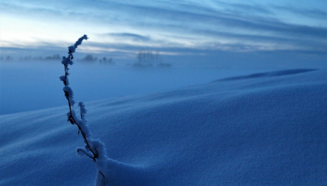 Snøen er naturens dunjakke. (Foto: Siri Bjoner)