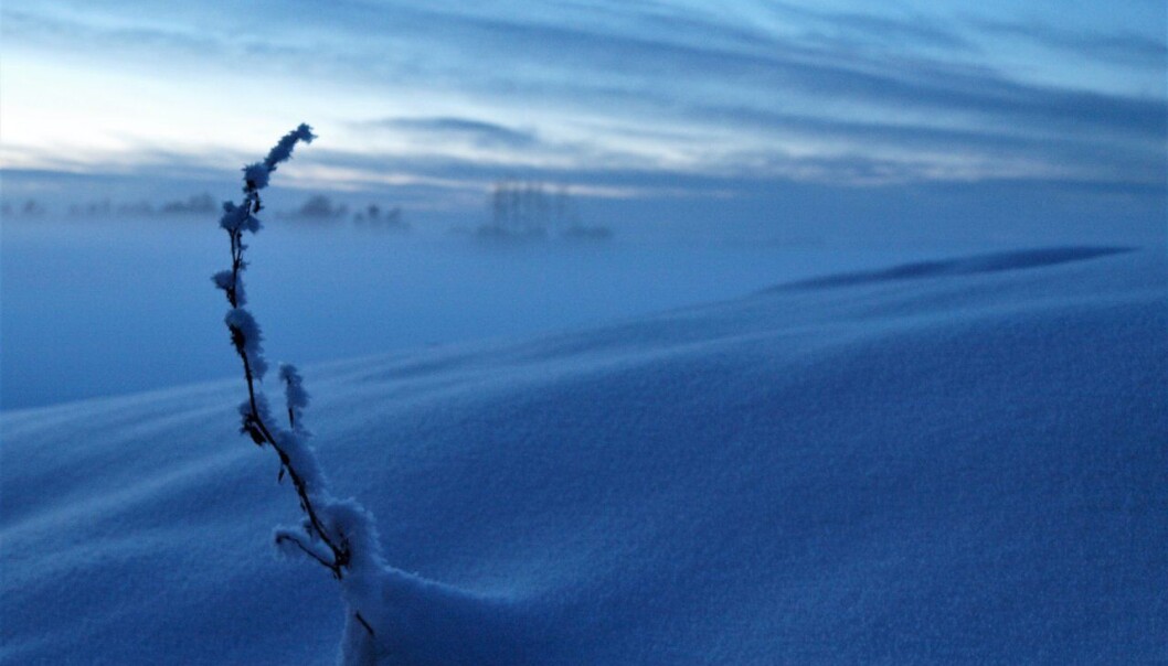 Snøen er naturens dunjakke. (Foto: Siri Bjoner) Snøen er naturens dunjakke. (Foto: Siri Bjoner)