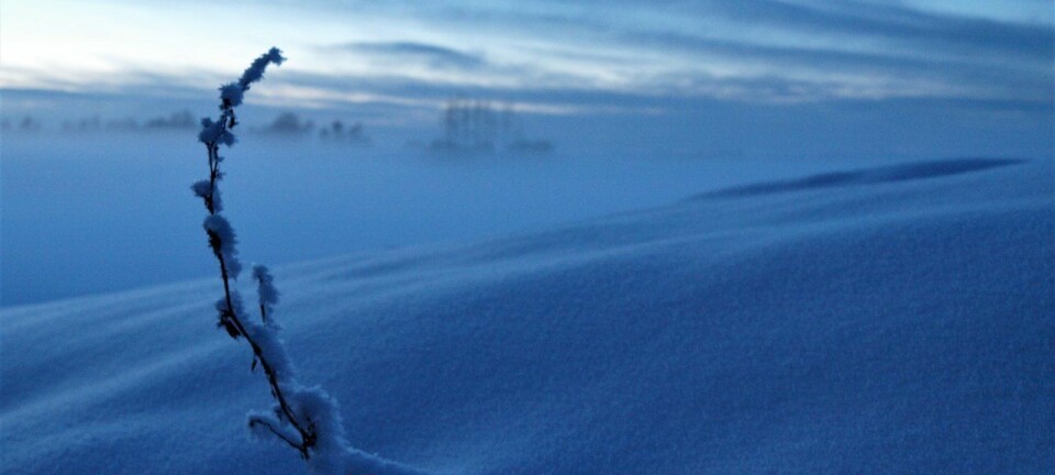 Snøen er naturens dunjakke. (Foto: Siri Bjoner)
