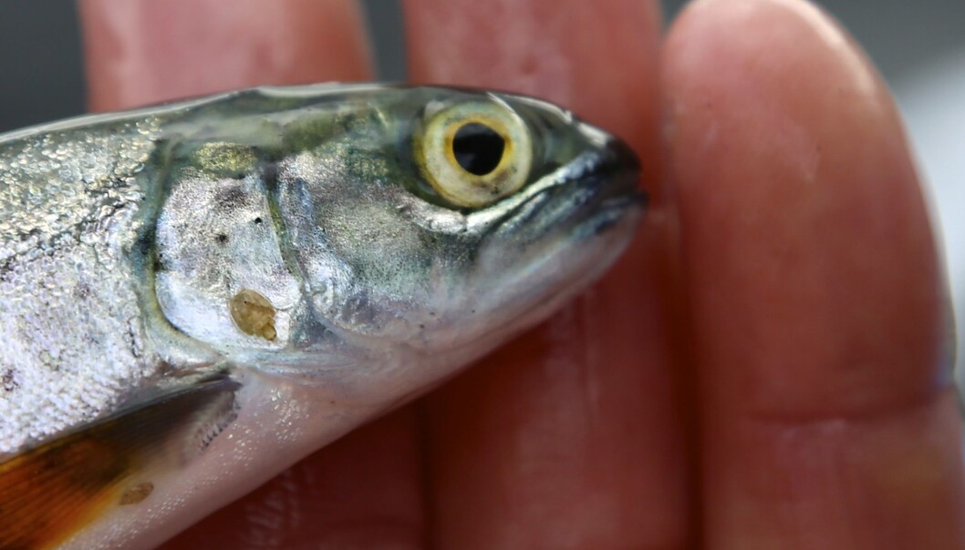 Lakselusa fester seg på sjøørreten og kan lage store sår. Men ved å svømme ut til brakkvann kan fisken avluse seg med jevne mellomrom. Ulempen er at fisken da bruker mindre tid på å spise og dermed vokser mindre. (Foto: Espen Bierud / Havforskningsinstituttet) Lakselusa fester seg på sjøørreten og kan lage store sår. Men ved å svømme ut til brakkvann kan fisken avluse seg med jevne mellomrom. Ulempen er at fisken da bruker mindre tid på å spise og dermed vokser mindre. (Foto: Espen Bierud / Havforskningsinstituttet)
