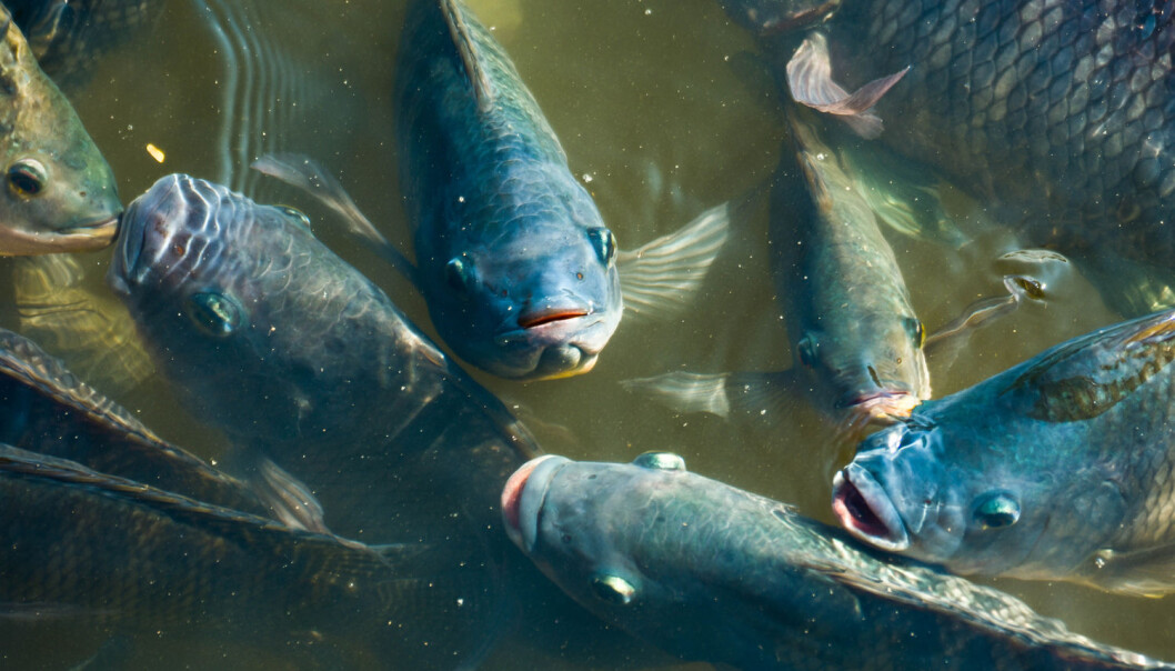 Forskerne har sett på hvor mye mors egenskaper å har å si for den populære oppdrettsfisken Tilapia. (Illustrasjonsfoto: Shutterstock / NTB scanpix) Forskerne har sett på hvor mye mors egenskaper å har å si for den populære oppdrettsfisken Tilapia. (Illustrasjonsfoto: Shutterstock / NTB scanpix)