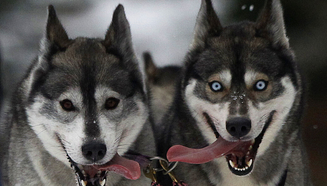 Dette er sibirsk husky, som kan være i slekt med de amerikanske urhundene. (Illustrasjonsbilde: REUTERS/David Moir/NTB Scanpix Dette er sibirsk husky, som kan være i slekt med de amerikanske urhundene. (Illustrasjonsbilde: REUTERS/David Moir/NTB Scanpix