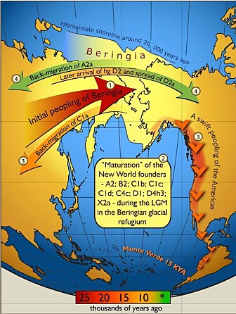 Dette kartet viser hvordan folk vandret over til Amerika ovr landbroen. Den ble oversvømt for rundt 11 000 år siden. (Bilde: Erika Tamm et al/CC BY 2.5) Dette kartet viser hvordan folk vandret over til Amerika ovr landbroen. Den ble oversvømt for rundt 11 000 år siden. (Bilde: Erika Tamm et al/CC BY 2.5)