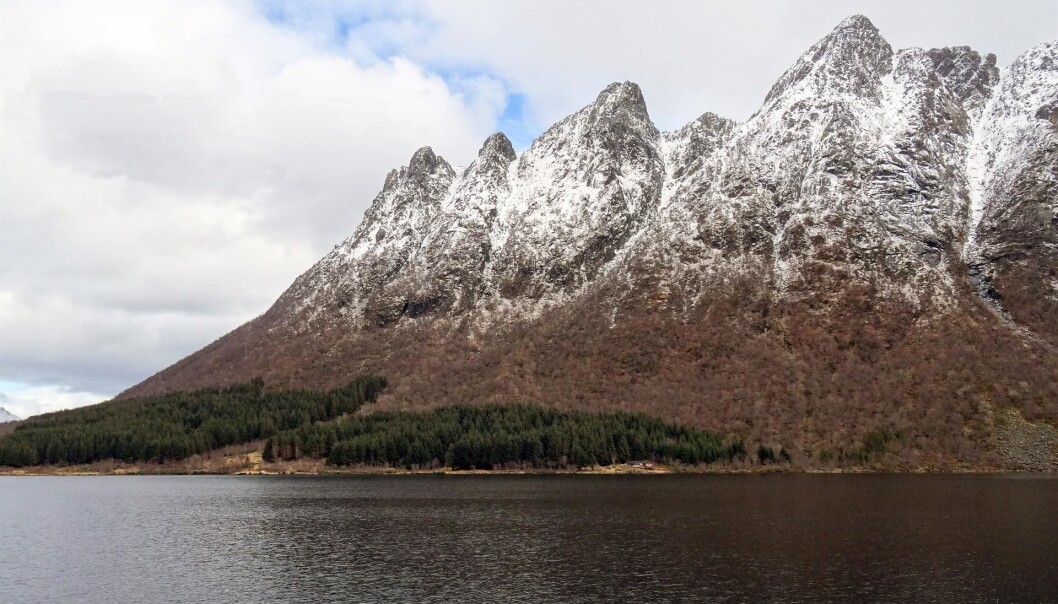 De fremmede treslagene, sitkagran Picea sitchensis og lutzgran Picea × lutzii, er brukt i skogplanting langs kysten nord til Troms. Omkring 500 000 dekar er tilplantet med sitkagran, mens lutzgran dekker cirka 50 000 dekar. Bildet er fra Meløy kommune. (Foto: Lisbeth Gederaas / Artsdatabanken, CC BY 4.0) De fremmede treslagene, sitkagran Picea sitchensis og lutzgran Picea × lutzii, er brukt i skogplanting langs kysten nord til Troms. Omkring 500 000 dekar er tilplantet med sitkagran, mens lutzgran dekker cirka 50 000 dekar. Bildet er fra Meløy kommune. (Foto: Lisbeth Gederaas / Artsdatabanken, CC BY 4.0)