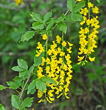 Alpegullregn Laburnum alpinum er et 5-8 meter høyt tre som er vurdert til svært høy økologisk risiko grunnet en kombinasjon av stort invasjonspotensial og middels store økologiske effekter. (Foto: Eli Fremstad / NTNU Vitenskapsmuseet, CC BY 4.0) Alpegullregn Laburnum alpinum er et 5-8 meter høyt tre som er vurdert til svært høy økologisk risiko grunnet en kombinasjon av stort invasjonspotensial og middels store økologiske effekter. (Foto: Eli Fremstad / NTNU Vitenskapsmuseet, CC BY 4.0)