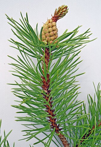 Vrifuru Pinus contorta er vurdert til å utgjøre svært høy risiko SE i norsk natur. (Foto: Eli Fremstad / NTNU Vitenskapsmuseet, CC BY 4.0) Vrifuru Pinus contorta er vurdert til å utgjøre svært høy risiko SE i norsk natur. (Foto: Eli Fremstad / NTNU Vitenskapsmuseet, CC BY 4.0)