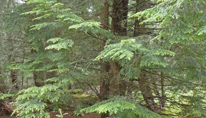 Vestamerikansk hemlokk Tsuga heterophylla er et storvokst bartre utbredt langs Stillehavskysten mellom California og Alaska, og østover til Montana og Alberta.
Arten ble innført til Norge rundt 1890 og har spredte forekomster langs kysten nord til Lofoten og østover til Oslofjorden. (Foto:Eli Fremstad / NTNU Vitenskapsmuseet, CC BY 4.0) Vestamerikansk hemlokk Tsuga heterophylla er et storvokst bartre utbredt langs Stillehavskysten mellom California og Alaska, og østover til Montana og Alberta.
Arten ble innført til Norge rundt 1890 og har spredte forekomster langs kysten nord til Lofoten og østover til Oslofjorden. (Foto:Eli Fremstad / NTNU Vitenskapsmuseet, CC BY 4.0)