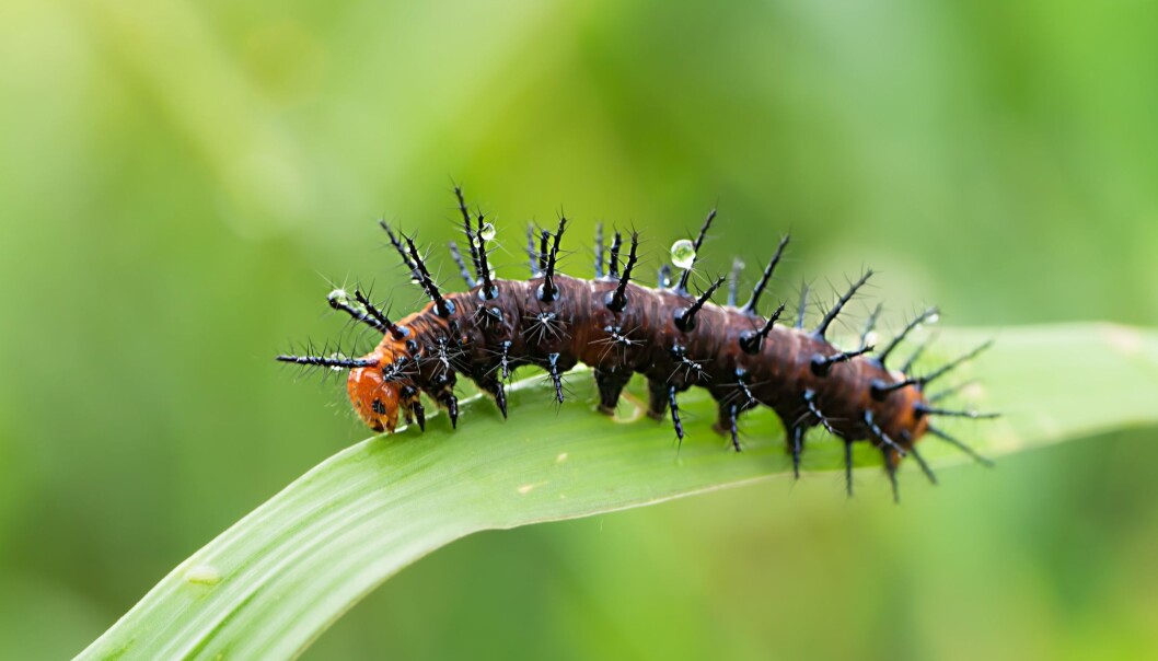Tror du denne larven ble slik gjennom millioner av år med tilpasninger til omgivelsene? Eller tror den alltid har vært sånn? (Foto: Noppharat Manakul, Colourbox) Tror du denne larven ble slik gjennom millioner av år med tilpasninger til omgivelsene? Eller tror den alltid har vært sånn? (Foto: Noppharat Manakul, Colourbox)