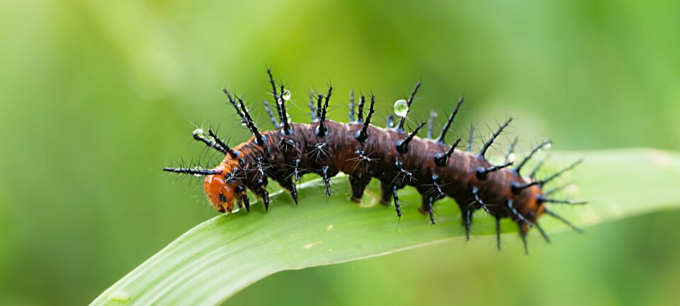 Tror du denne larven ble slik gjennom millioner av år med tilpasninger til omgivelsene? Eller tror den alltid har vært sånn? (Foto: Noppharat Manakul, Colourbox)