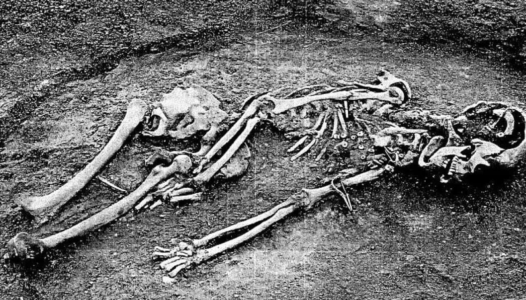 Sauer, som denne kvinnen er begravet med, finnes i graver fra hele den romerske jernalderen. Andre dyrearter finnes bare i den yngre delen og vitner om betydelig romersk innflytelse.  (Foto: Kroppedal Museum)