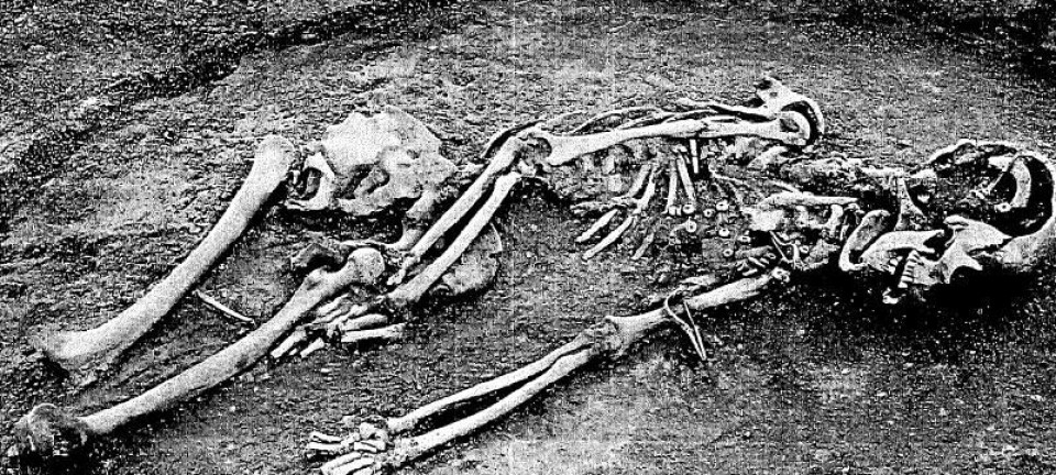 Sauer, som denne kvinnen er begravet med, finnes i graver fra hele den romerske jernalderen. Andre dyrearter finnes bare i den yngre delen og vitner om betydelig romersk innflytelse.  (Foto: Kroppedal Museum)