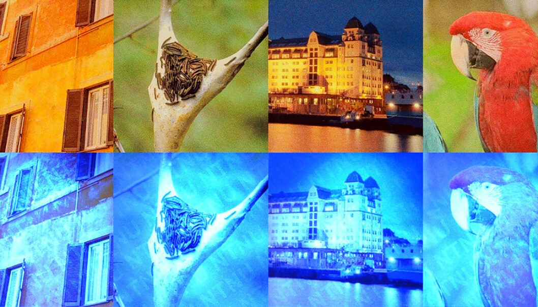 Til nå har vannmerking som regel krevd tilgang på spesialutstyr. Men forskere ved NTNU har nå utviklet en metode som vil gjøre det enklere å lage vannmerker. (Foto: Vlado Kitanovski, Journal of Imaging Science and Technology) Til nå har vannmerking som regel krevd tilgang på spesialutstyr. Men forskere ved NTNU har nå utviklet en metode som vil gjøre det enklere å lage vannmerker. (Foto: Vlado Kitanovski, Journal of Imaging Science and Technology)