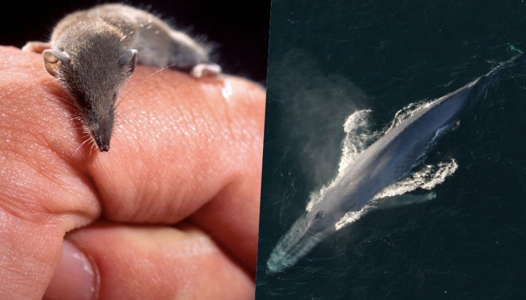 Pattedyrene varierer enormt i størrelse. Verdens minste pattedyr er pygméspissmusen som veier 1,8 gram. Verdens største pattedyr er blåhvalen som kan veie over 100 tonn. (Fotos: Trebol-a og NOAA Photo Library / CC BY-SA 3.0 og 2.0) Pattedyrene varierer enormt i størrelse. Verdens minste pattedyr er pygméspissmusen som veier 1,8 gram. Verdens største pattedyr er blåhvalen som kan veie over 100 tonn. (Fotos: Trebol-a og NOAA Photo Library / CC BY-SA 3.0 og 2.0)