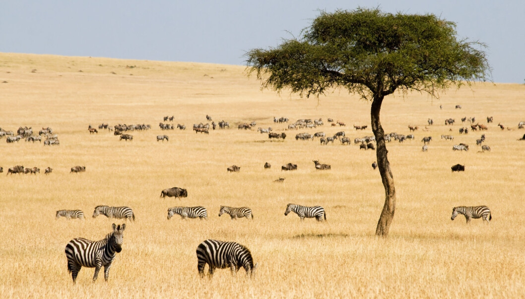 Hvordan vet plantene på savannen når de skal kjøre i gang vekstsesongen? (Foto: erichon / Shutterstock / NTB scanpix) Hvordan vet plantene på savannen når de skal kjøre i gang vekstsesongen? (Foto: erichon / Shutterstock / NTB scanpix)