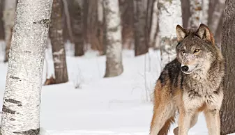 Et system for kunstig intelligens lærte seg i 2016 å kjenne forskjell på ulver og hunder. På sett og vis. Det viste seg at den mente det var snakk om en ulv når det var snø på bildet. (Foto: Geoffrey Kuchera / Shutterstock / NTB scanpix)