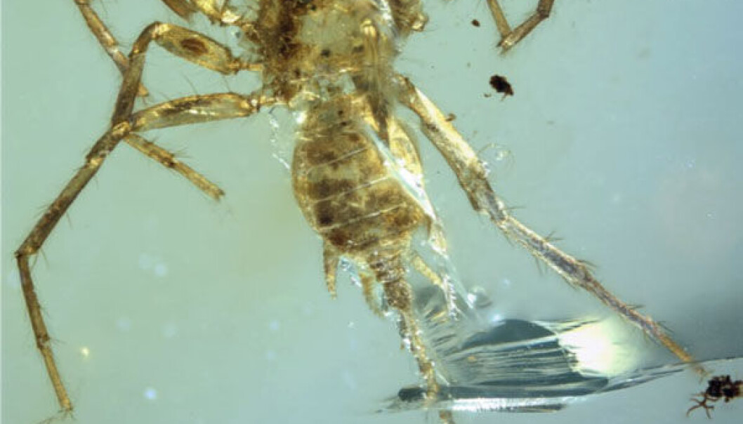 Eksemplaret av Chimerarachne yingi er svært godt bevart i rav. (Foto: University of Kansas, KU News Service) Eksemplaret av Chimerarachne yingi er svært godt bevart i rav. (Foto: University of Kansas, KU News Service)