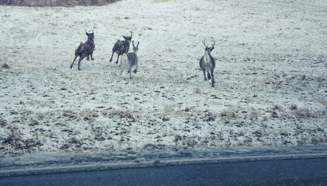 I Norge er de ville reinsdyrene blant dyra som blir påvirket i negativ retning når vi bygger for eksempel veier på tvers av gamle vandringsruter. (Foto: Colourbox) I Norge er de ville reinsdyrene blant dyra som blir påvirket i negativ retning når vi bygger for eksempel veier på tvers av gamle vandringsruter. (Foto: Colourbox)
