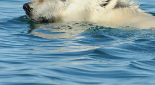Mindre havis fører til at isbjørnen svømmer lengre