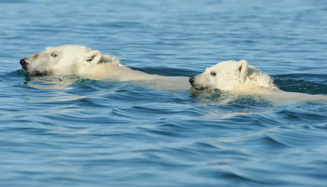 En ny studie viser at isbjørnen tar noen imponerende dykk. Det er målt dykk helt ned til 13.9 meter. (Foto: Kit M. Kovacs / Norsk Polarinstitutt)