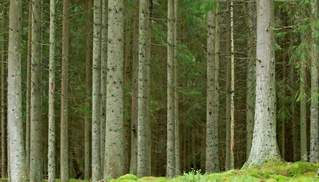 (Illustrasjonsfoto: Colourbox) (Illustrasjonsfoto: Colourbox)