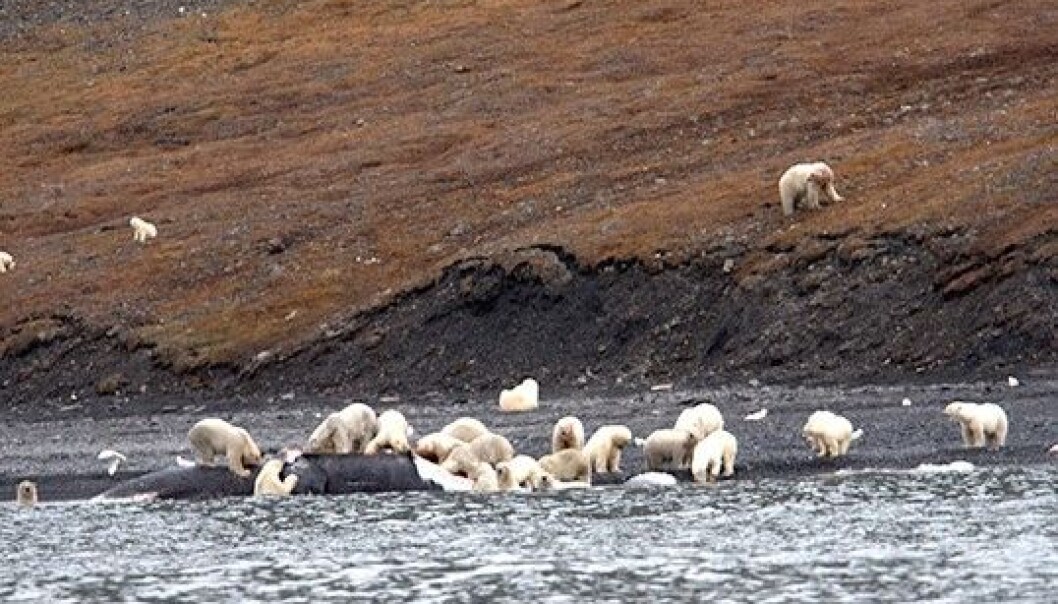 Hvalbonanza på Vrangeløya utenfor Sibir. Så mange som 250 isbjørner skal ha vært med på festen. (Foto: Alexander Gruzdev, Wrangel Island State Nature Reserve) Hvalbonanza på Vrangeløya utenfor Sibir. Så mange som 250 isbjørner skal ha vært med på festen. (Foto: Alexander Gruzdev, Wrangel Island State Nature Reserve)