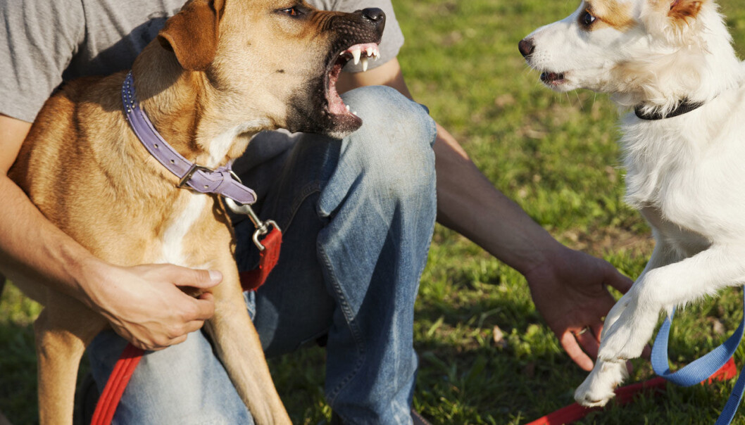 Hundeeierskap er ikke overraskende en av faktorene som øker risikoen for hundebitt. Men den er ikke den eneste. (Illustrasjonsfoto: elbud / Shutterstock / NTB scanpix) Hundeeierskap er ikke overraskende en av faktorene som øker risikoen for hundebitt. Men den er ikke den eneste. (Illustrasjonsfoto: elbud / Shutterstock / NTB scanpix)