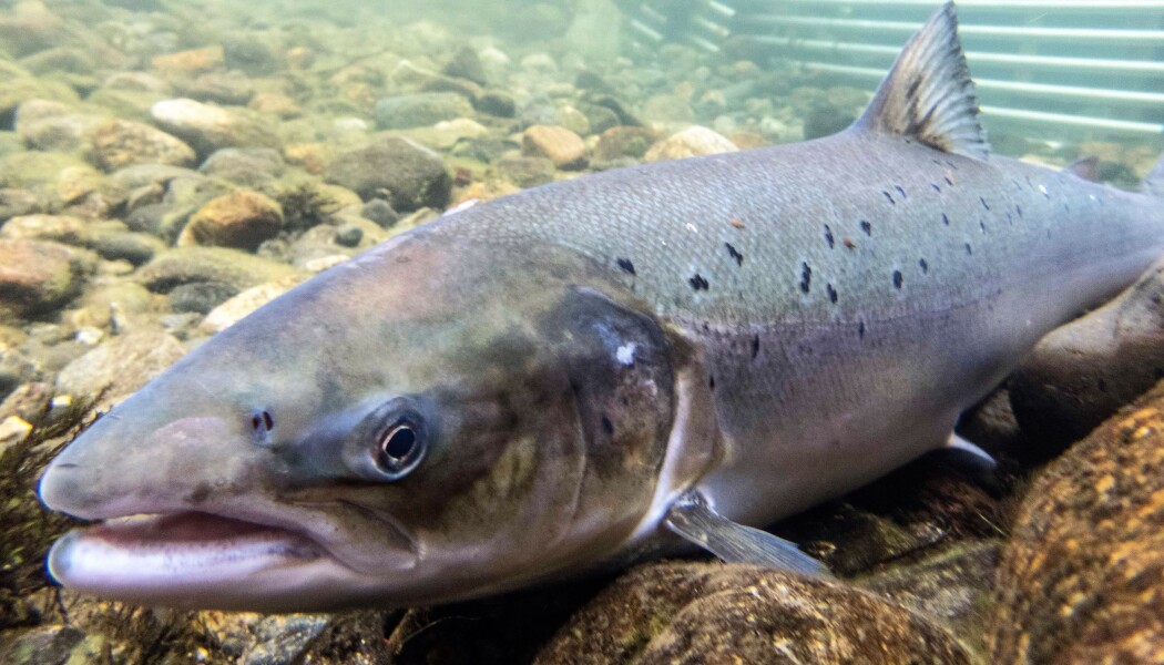 Denne laksen gjekk i fiskefella i Etne i Hordaland. Her vert fisken som går opp elva undersøkt slik at rømt oppdrettslaks kan plukkast ut før den kjem fram til gyteplassane til villaksen. (Foto: Øystein Paulsen, Havforskningsinstituttet) Denne laksen gjekk i fiskefella i Etne i Hordaland. Her vert fisken som går opp elva undersøkt slik at rømt oppdrettslaks kan plukkast ut før den kjem fram til gyteplassane til villaksen. (Foto: Øystein Paulsen, Havforskningsinstituttet)